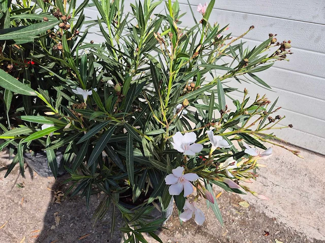 Nerium oleander roze / wit - hoogte ca. 60 cm (2x) - afbeelding 3 van  3