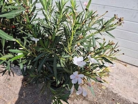 Nerium oleander roze / wit - hoogte ca. 60 cm (2x) - afbeelding 3 van  3