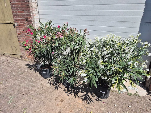 Nerium oleander struik mix - hoogte ca. 50 cm (3x) - afbeelding 1 van  4
