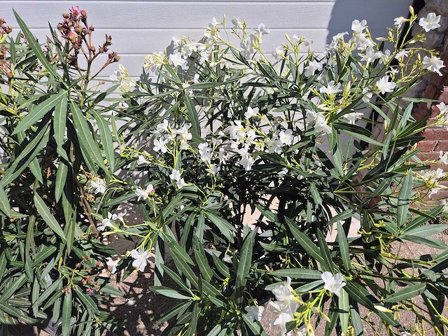 Nerium oleander struik mix - hoogte ca. 50 cm (3x) - afbeelding 2 van  4