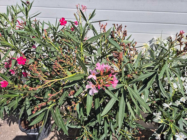 Nerium oleander struik mix - hoogte ca. 50 cm (3x) - afbeelding 3 van  4