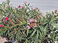 Nerium oleander struik mix - hoogte ca. 50 cm (3x) - afbeelding 3 van  4