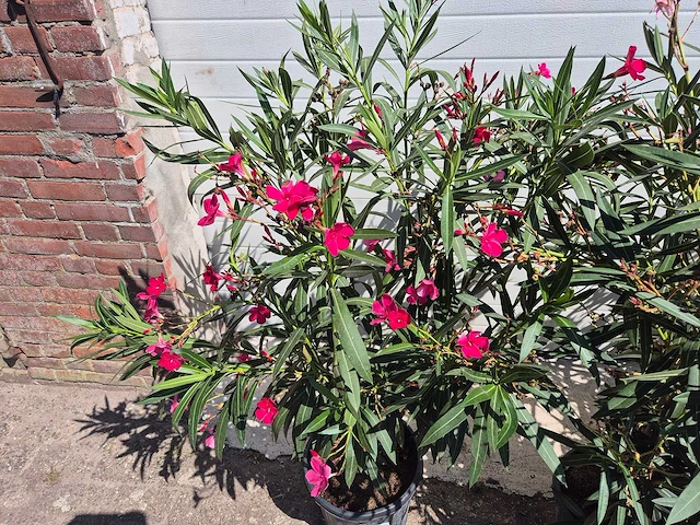 Nerium oleander struik mix - hoogte ca. 50 cm (3x) - afbeelding 4 van  4