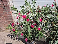 Nerium oleander struik mix - hoogte ca. 50 cm (3x) - afbeelding 4 van  4