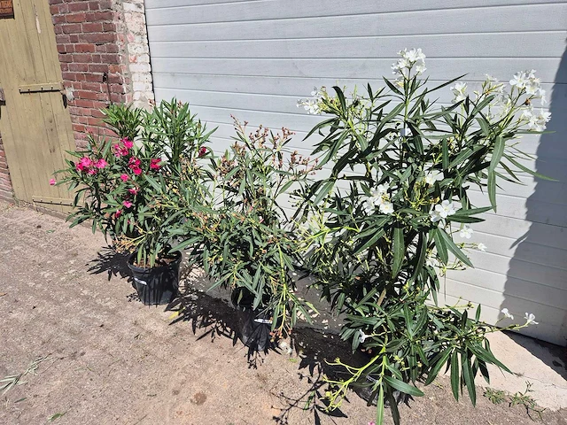 Nerium oleander struik mix - hoogte ca. 50 cm (3x) - afbeelding 1 van  4