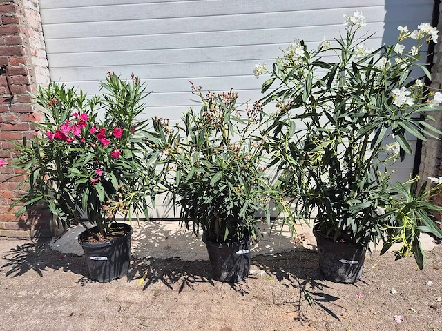 Nerium oleander struik mix - hoogte ca. 50 cm (3x) - afbeelding 2 van  4