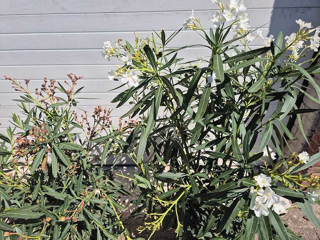 Nerium oleander struik mix - hoogte ca. 50 cm (3x) - afbeelding 3 van  4