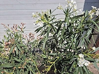 Nerium oleander struik mix - hoogte ca. 50 cm (3x) - afbeelding 3 van  4