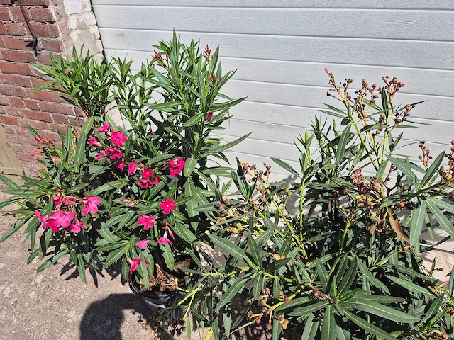 Nerium oleander struik mix - hoogte ca. 50 cm (3x) - afbeelding 4 van  4