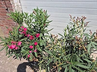Nerium oleander struik mix - hoogte ca. 50 cm (3x) - afbeelding 4 van  4