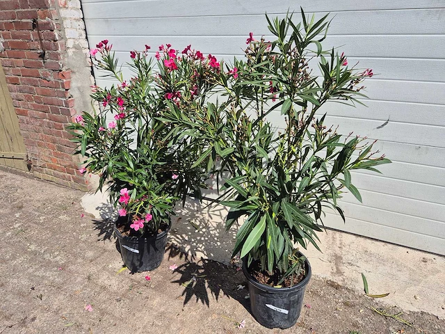 Nerium oleander struik rood - hoogte ca. 50 cm (2x) - afbeelding 1 van  3