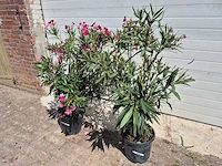 Nerium oleander struik rood - hoogte ca. 50 cm (2x) - afbeelding 1 van  3