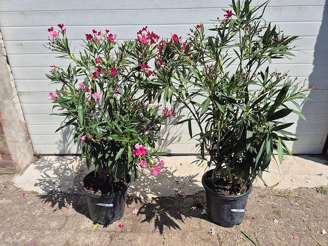 Nerium oleander struik rood - hoogte ca. 50 cm (2x) - afbeelding 2 van  3