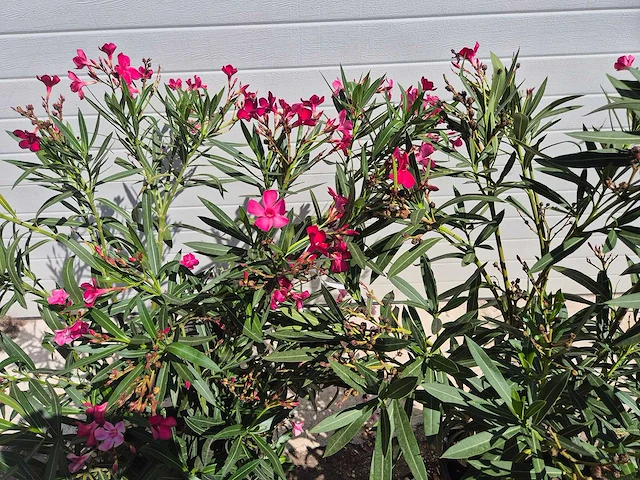 Nerium oleander struik rood - hoogte ca. 50 cm (2x) - afbeelding 3 van  3