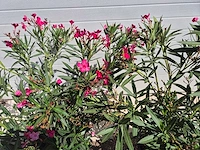 Nerium oleander struik rood - hoogte ca. 50 cm (2x) - afbeelding 3 van  3