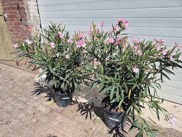Nerium oleander struik roze - hoogte ca. 50 cm (2x) - afbeelding 1 van  3