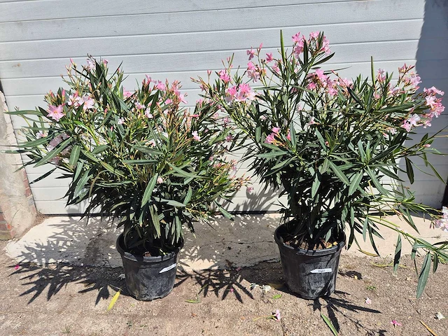 Nerium oleander struik roze - hoogte ca. 50 cm (2x) - afbeelding 2 van  3