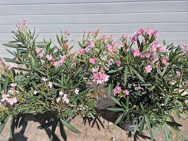 Nerium oleander struik roze - hoogte ca. 50 cm (2x) - afbeelding 3 van  3
