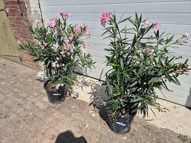 Nerium oleander struik roze - hoogte ca. 50 cm (2x) - afbeelding 1 van  3