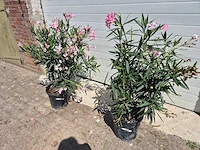 Nerium oleander struik roze - hoogte ca. 50 cm (2x) - afbeelding 1 van  3