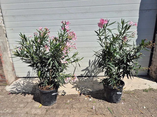 Nerium oleander struik roze - hoogte ca. 50 cm (2x) - afbeelding 2 van  3