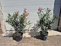 Nerium oleander struik roze - hoogte ca. 50 cm (2x) - afbeelding 2 van  3