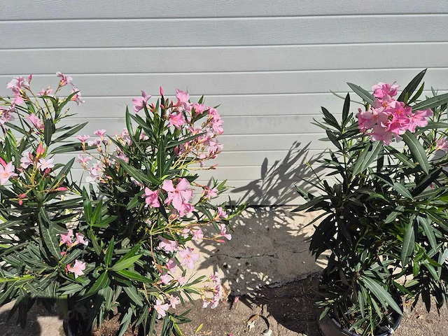 Nerium oleander struik roze - hoogte ca. 50 cm (2x) - afbeelding 3 van  3