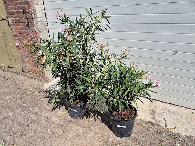 Nerium oleander struik roze - hoogte ca. 50 cm (2x) - afbeelding 1 van  3