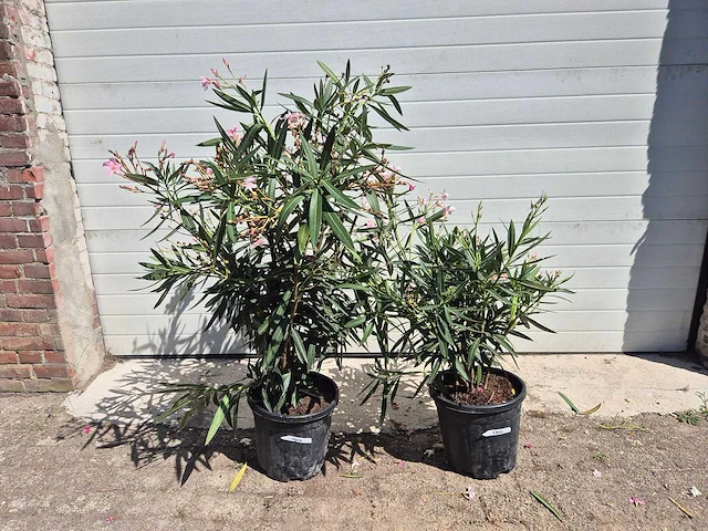 Nerium oleander struik roze - hoogte ca. 50 cm (2x) - afbeelding 2 van  3