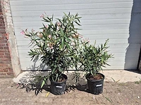 Nerium oleander struik roze - hoogte ca. 50 cm (2x) - afbeelding 2 van  3