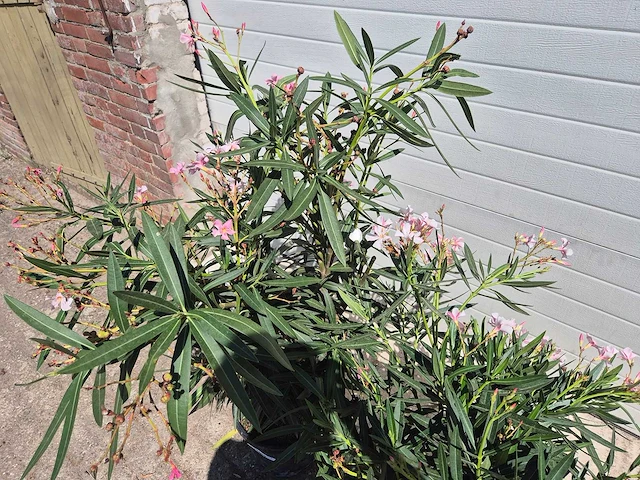 Nerium oleander struik roze - hoogte ca. 50 cm (2x) - afbeelding 3 van  3