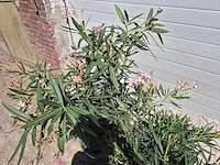 Nerium oleander struik roze - hoogte ca. 50 cm (2x) - afbeelding 3 van  3