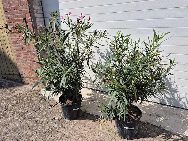 Nerium oleander struik roze - hoogte ca. 80 cm (2x) - afbeelding 1 van  3
