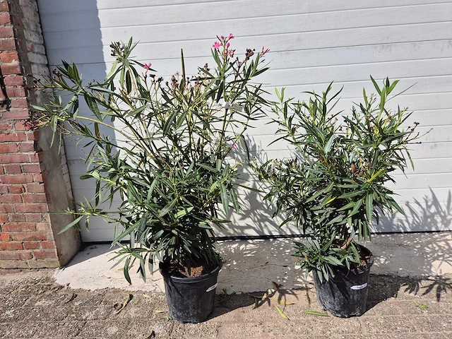 Nerium oleander struik roze - hoogte ca. 80 cm (2x) - afbeelding 2 van  3