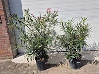 Nerium oleander struik roze - hoogte ca. 80 cm (2x) - afbeelding 2 van  3