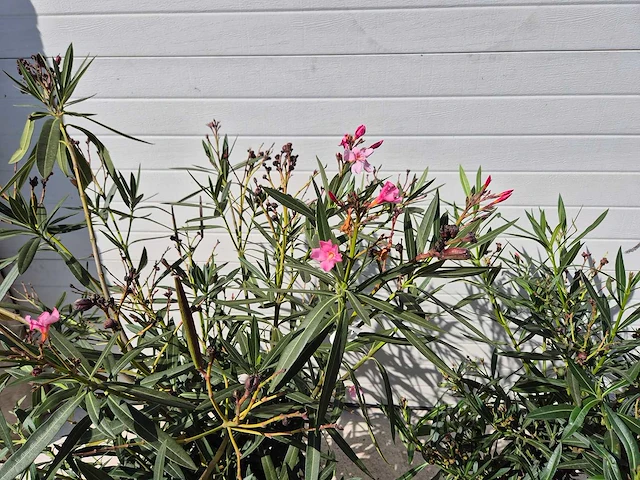 Nerium oleander struik roze - hoogte ca. 80 cm (2x) - afbeelding 3 van  3