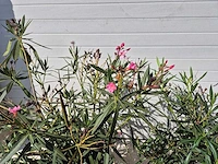 Nerium oleander struik roze - hoogte ca. 80 cm (2x) - afbeelding 3 van  3