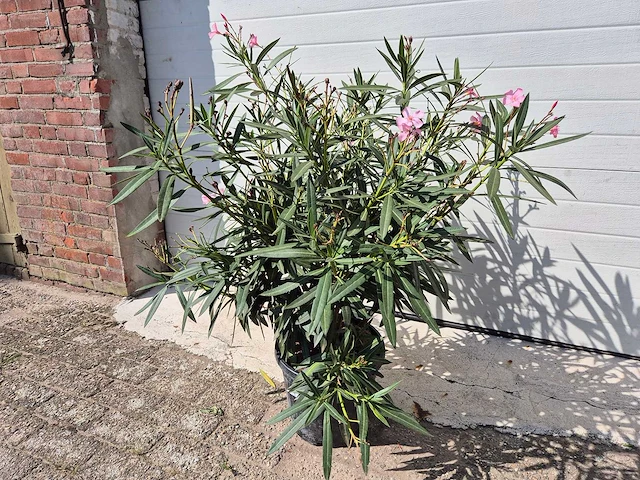 Nerium oleander struik roze - hoogte ca. 80 cm - afbeelding 1 van  3