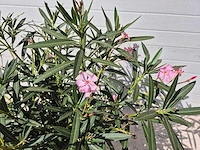 Nerium oleander struik roze - hoogte ca. 80 cm - afbeelding 2 van  3