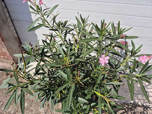 Nerium oleander struik roze - hoogte ca. 80 cm - afbeelding 3 van  3