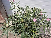 Nerium oleander struik roze - hoogte ca. 80 cm - afbeelding 3 van  3