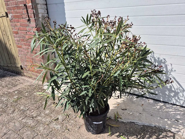 Nerium oleander struik roze - hoogte ca. 80 cm - afbeelding 1 van  2
