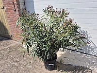 Nerium oleander struik roze - hoogte ca. 80 cm - afbeelding 1 van  2