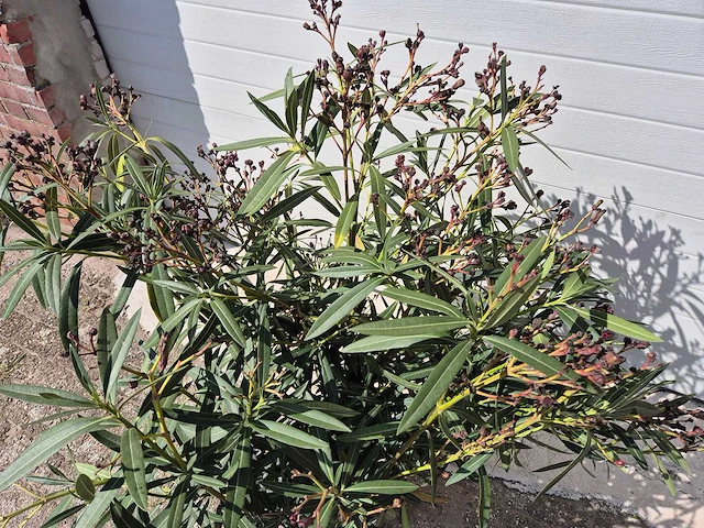 Nerium oleander struik roze - hoogte ca. 80 cm - afbeelding 2 van  2