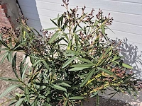 Nerium oleander struik roze - hoogte ca. 80 cm - afbeelding 2 van  2