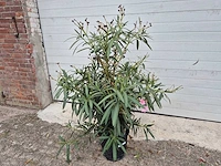 Nerium oleander struik roze - hoogte ca. 80 cm - afbeelding 1 van  2
