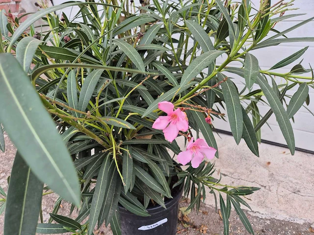 Nerium oleander struik roze - hoogte ca. 80 cm - afbeelding 2 van  2