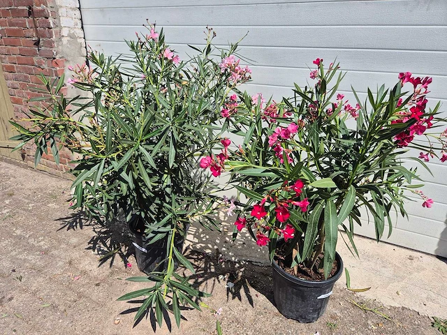 Nerium oleander struik roze/rood - hoogte ca. 50 cm (2x) - afbeelding 1 van  3