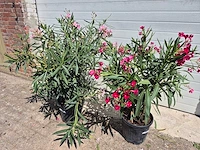Nerium oleander struik roze/rood - hoogte ca. 50 cm (2x) - afbeelding 1 van  3