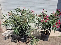 Nerium oleander struik roze/rood - hoogte ca. 50 cm (2x) - afbeelding 2 van  3